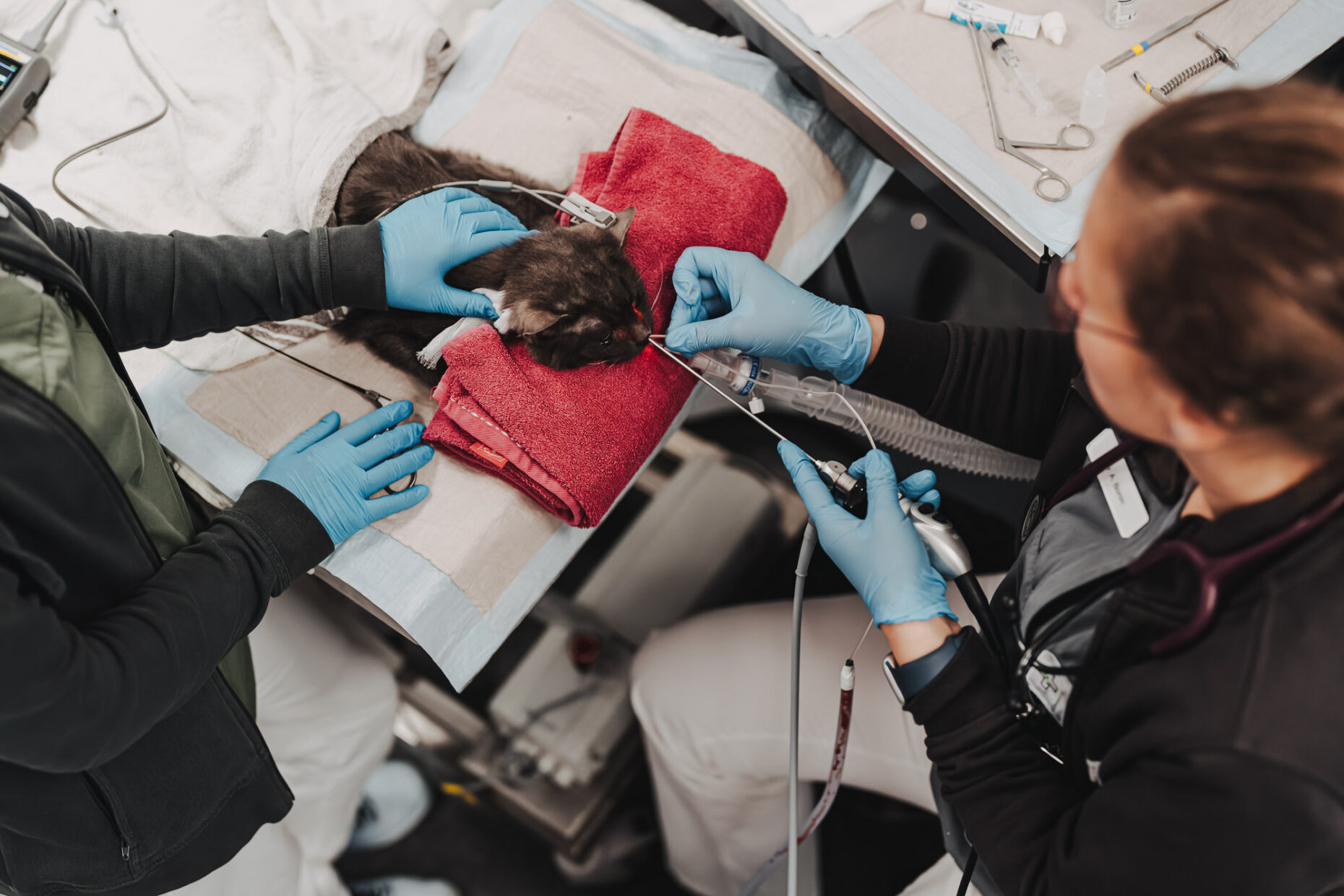Tierärzt:innen behandeln ein Tier auf einem Untersuchungstisch in der Tierklinik Posthausen.
