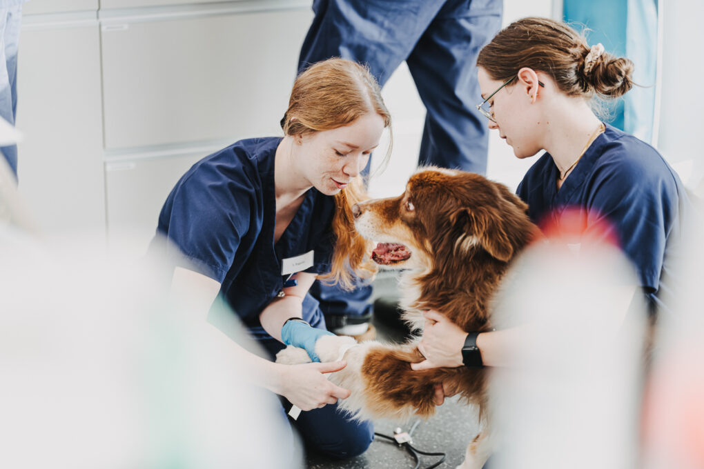 Zwei Tierärztinnen der Tierklinik Posthausen versorgen die verbinden Pfote eines Hundes.