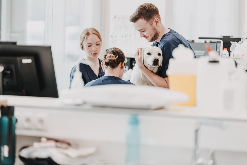 Ein Team der Tierklinik Posthausen versorgt einen hellen Hund auf dem Behandlungstisch.