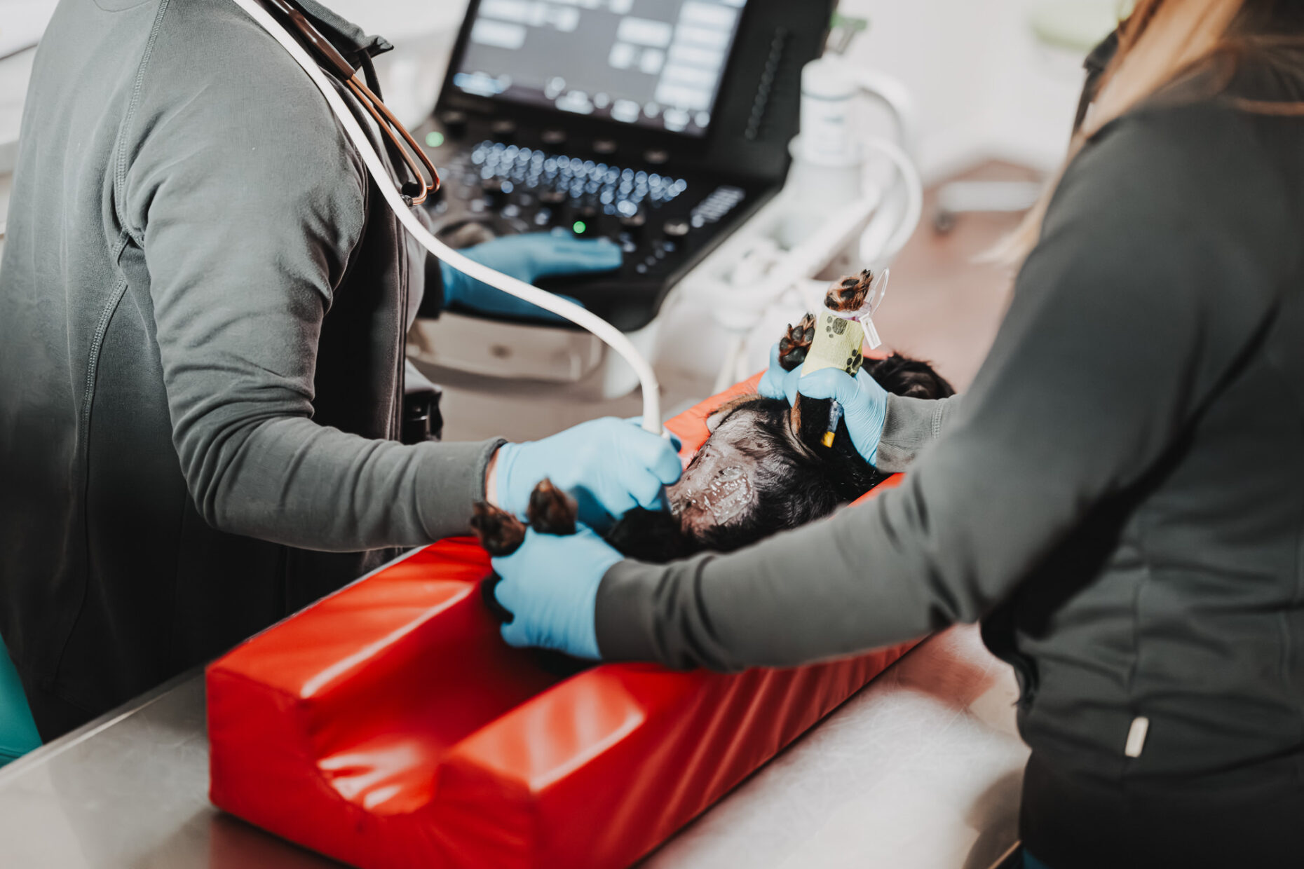 Zwei Tierärzt:innen in der Tierklinik Posthausen führen eine Ultraschalluntersuchung bei einem kleinen Hund durch.