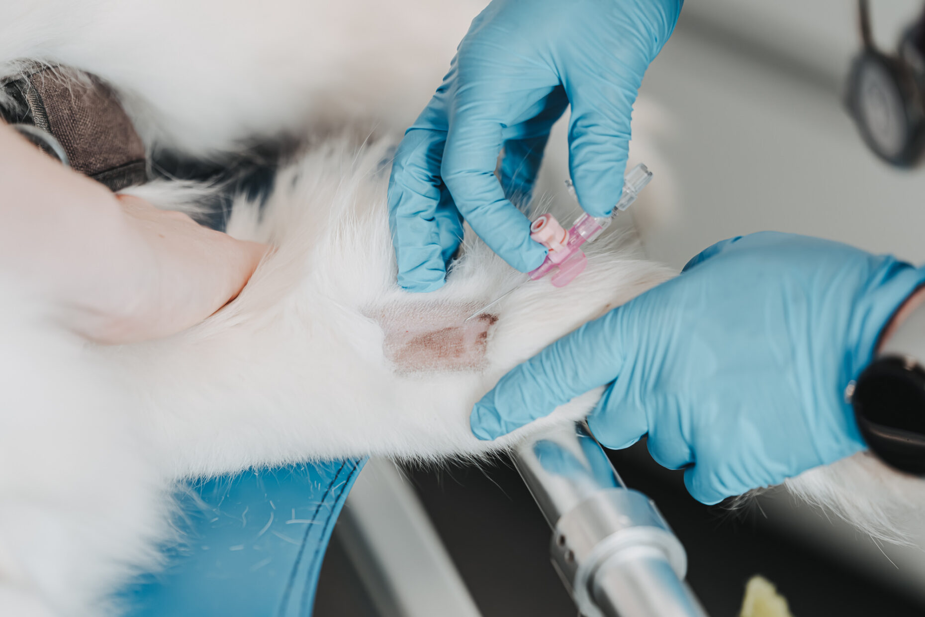 Tierärzt:in setzt einer Katze in der Tierklinik Posthausen einen Venenkatheter in das rasierte Bein.