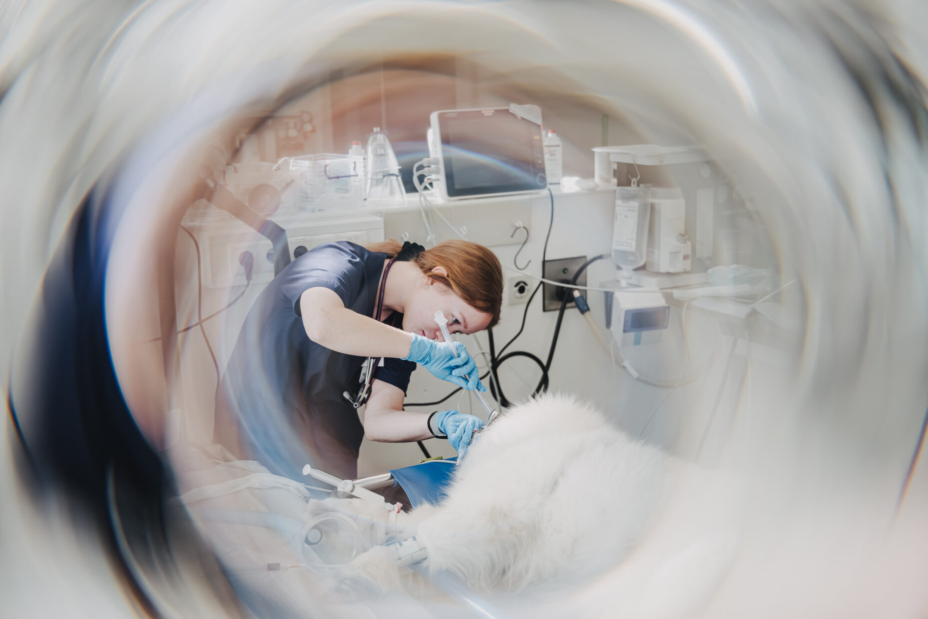 Blick durch eine Linse auf eine Tierärztin, die in der Tierklinik Posthausen einen liegenden, weißen Hund behandelt.