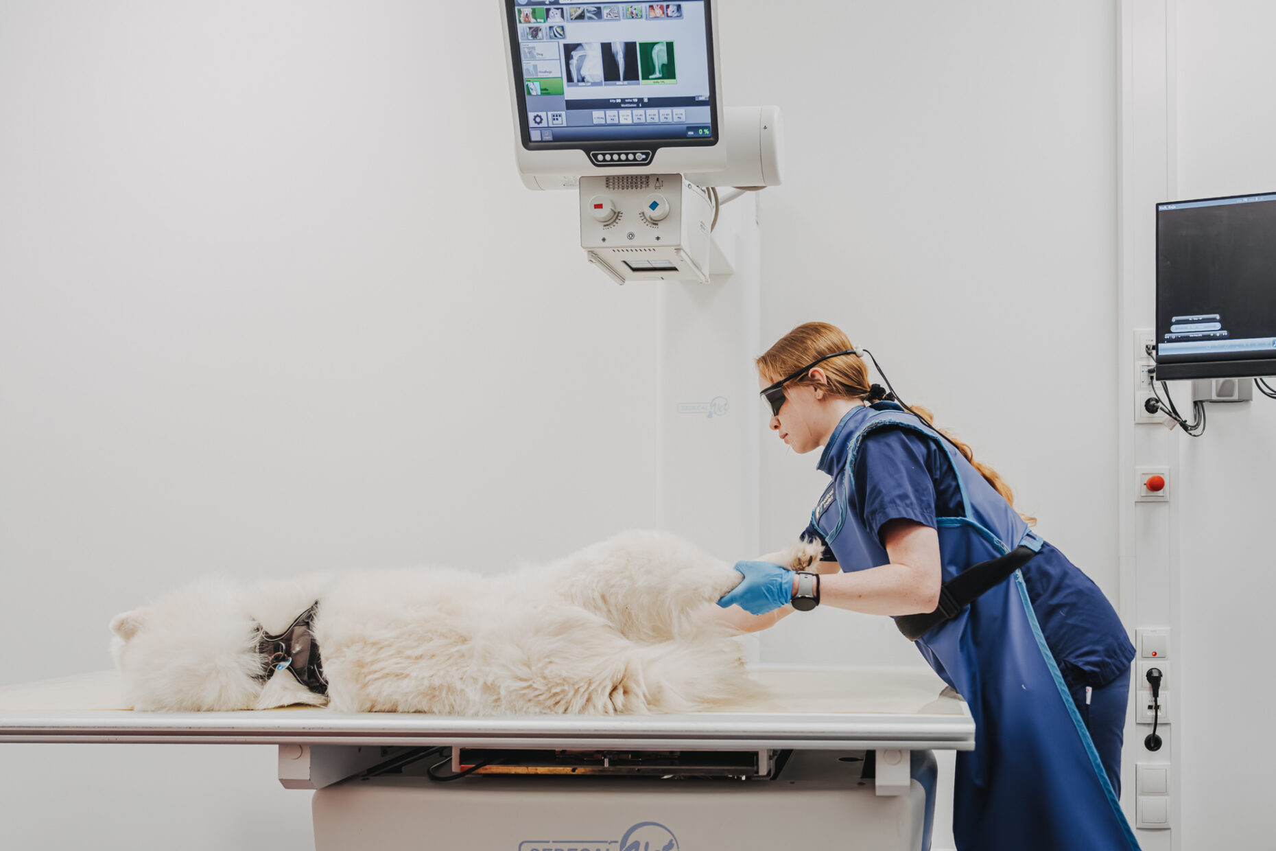 Eine Person in Schutzkleidung untersucht ein weißes Tier auf einem Röntgentisch in der Tierklinik Posthausen.