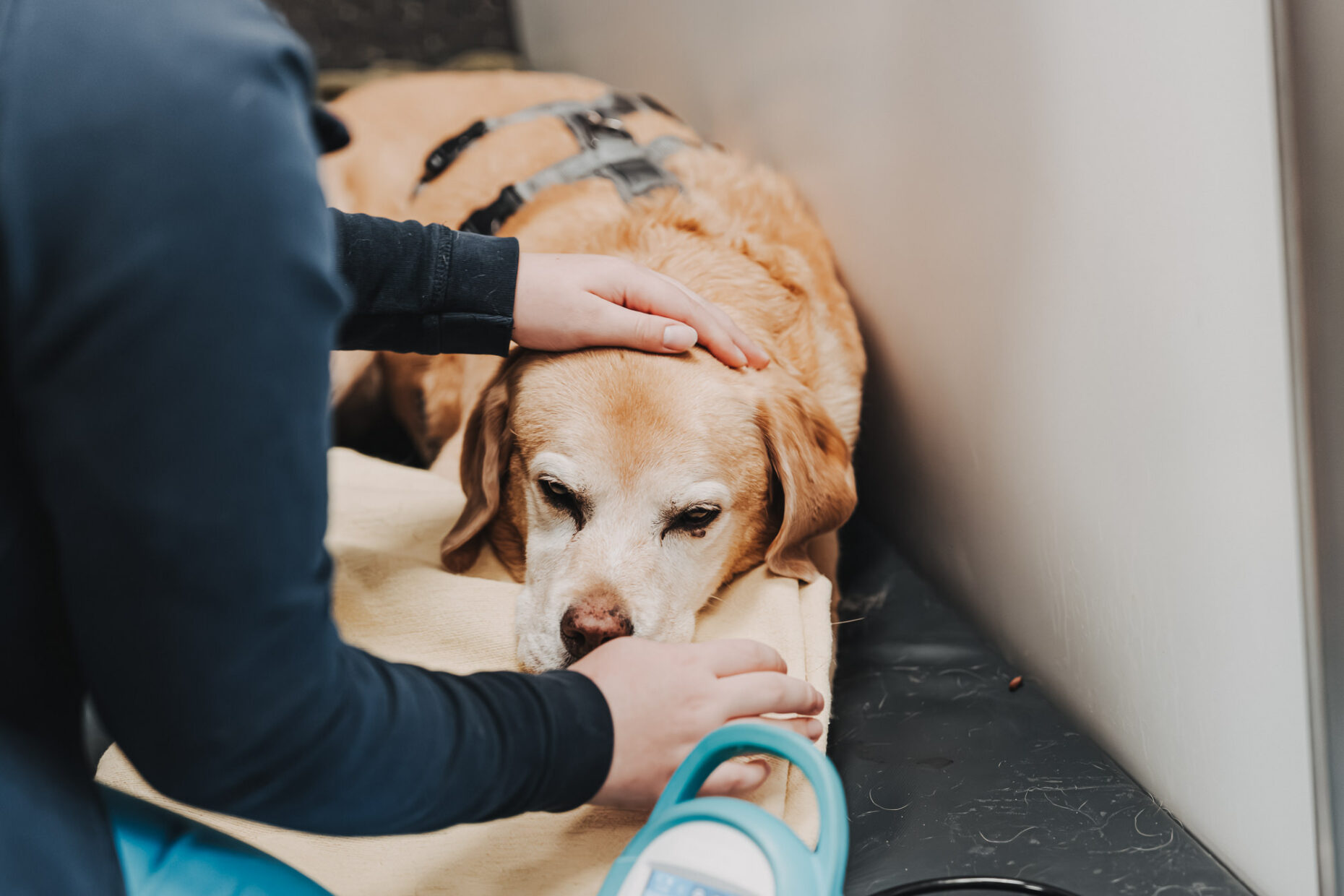 Eine Person streichelt einen liegenden Hund sanft am Kopf in der Tierklinik Posthausen.
