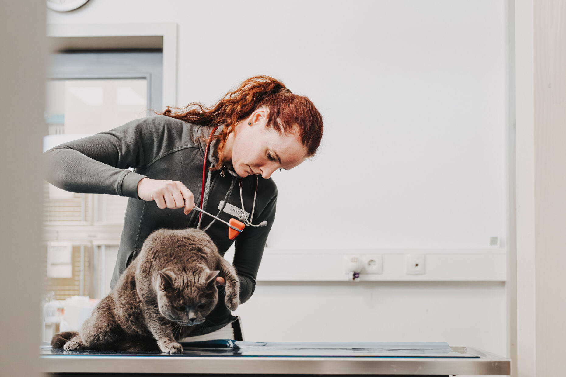 Eine Tierärztin untersucht eine graue Katze mit einem Reflexhammer in der Tierklinik Posthausen.