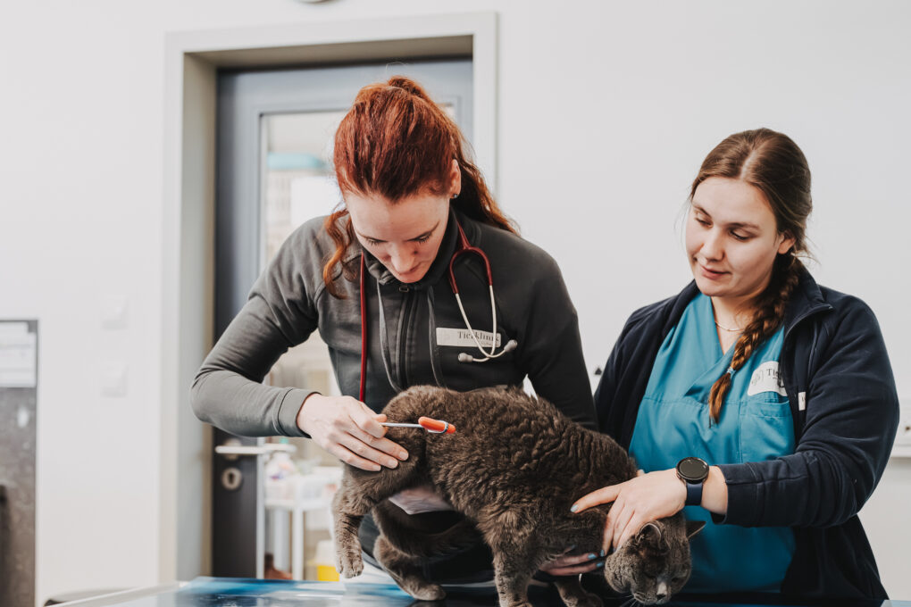Zwei Tierärztinnen untersuchen eine Katze in der Tierklinik Posthausen. Eine nutzt ein Messgerät.