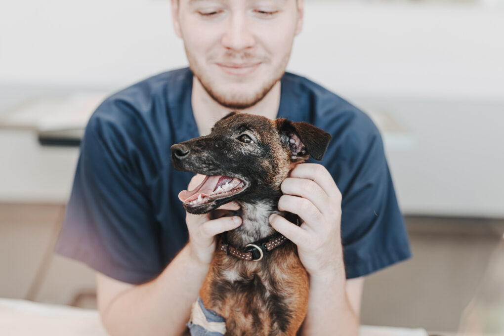 Ein:e Tierärzt:in hält einen kleinen Hund in der Tierklinik Posthausen behutsam am Kopf.