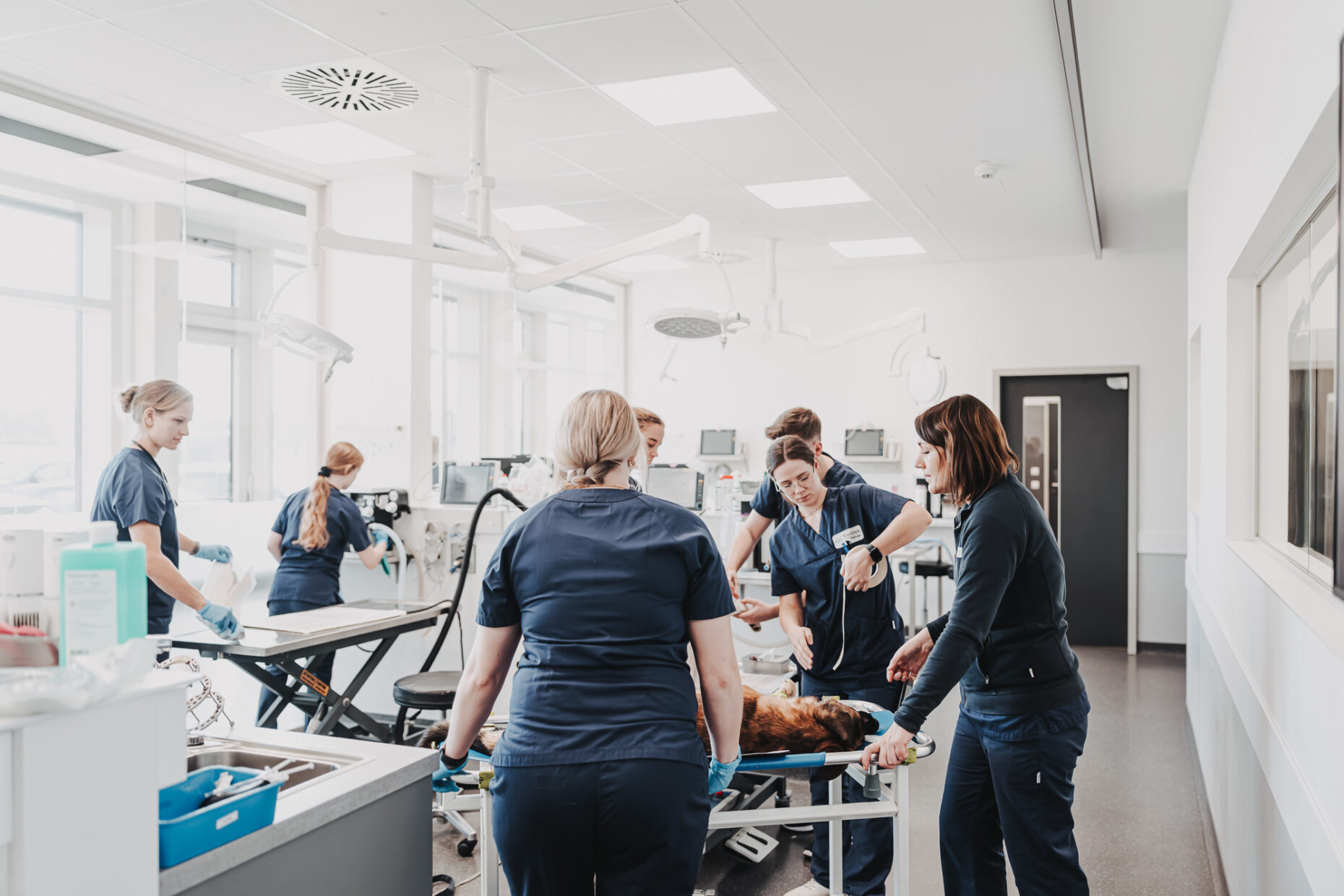 Ein Team von Tierärzt:innen behandelt einen Hund auf einer Trage in der Tierklinik Posthausen.
