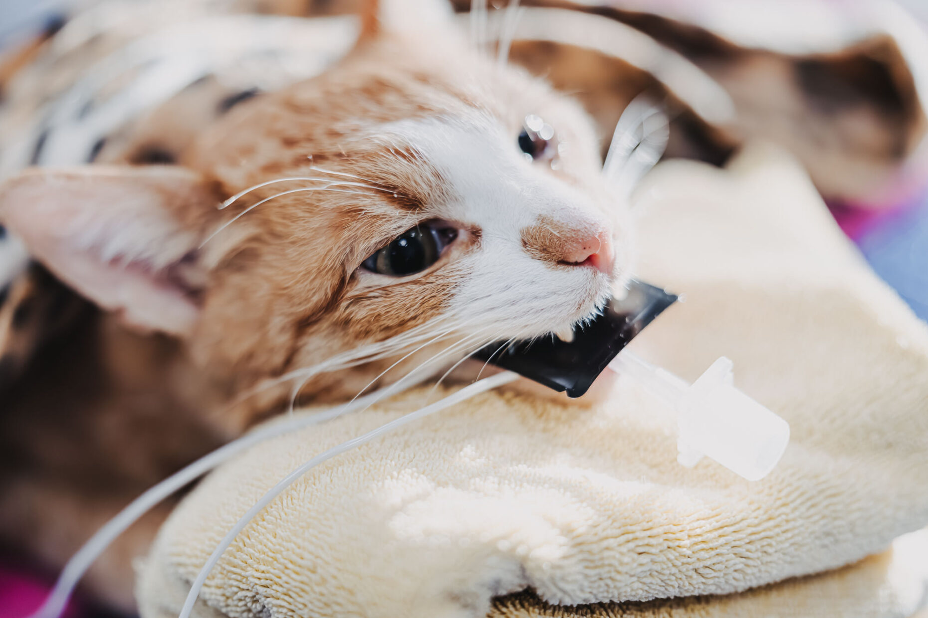 Nahaufnahme einer Katze, die während einer Behandlung in der Tierklinik Posthausen auf einem Beatmungsschlauch kauft.