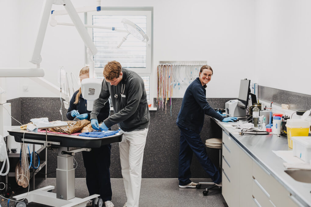 Drei Tiermediziner:innen behandeln ein Tier auf einem Untersuchungstisch in der Tierklinik Posthausen.