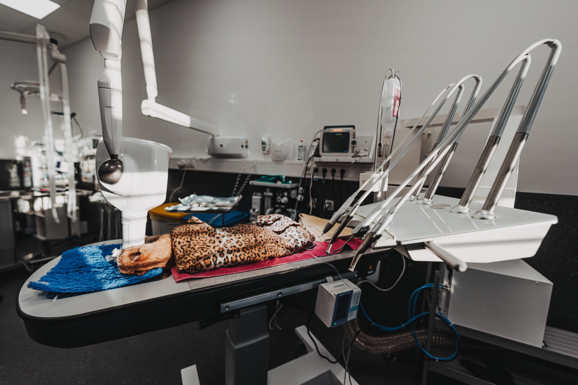 Ein Behandlungsraum in der Tierklinik Posthausen mit einem Operationstisch, auf dem ein zugedecktes Tier liegt.