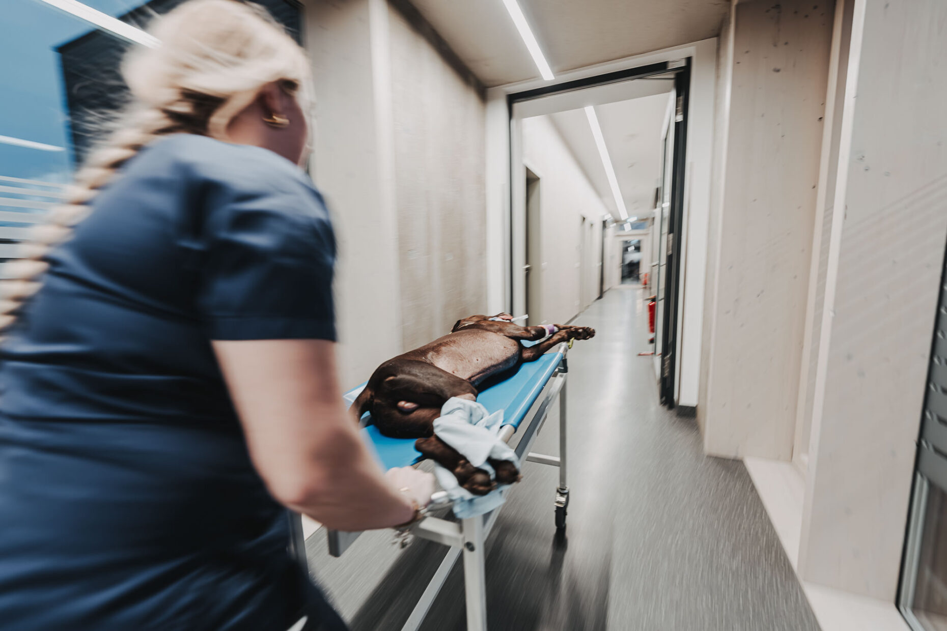 Eine Mitarbeiterin schiebt einen Hund auf einer Trage durch einen Flur der Tierklinik Posthausen.