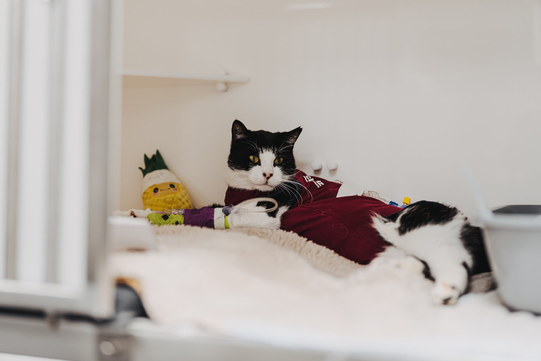Schwarz-weiße Katze mit Verband an der Pfote und Kleidung liegt auf einer Decke in der Tierklinik Posthausen.