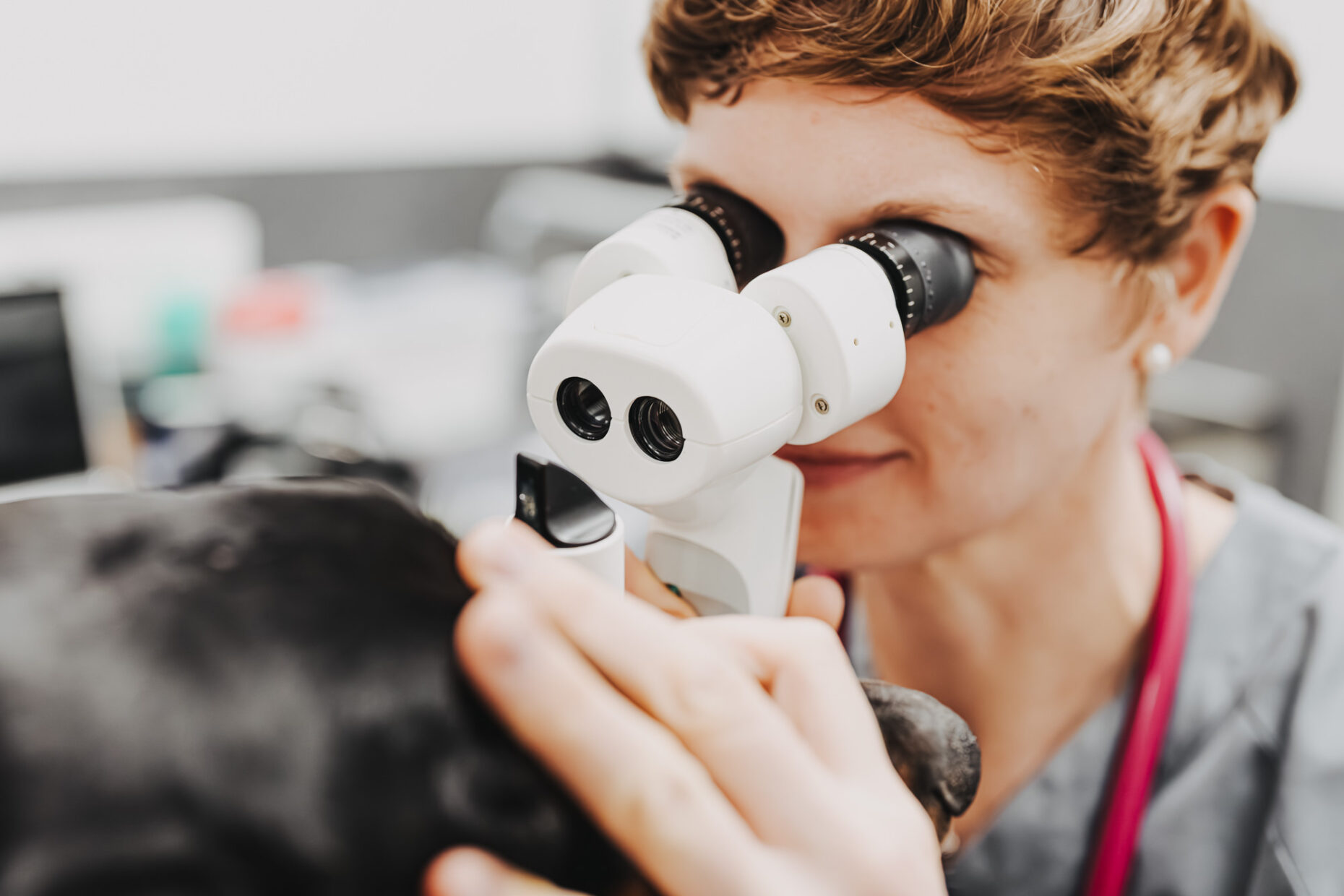 Eine Tierärztin untersucht den Kopf eines schwarzen Hundes mit einem speziellen Sehhilfe-Gerät in der Tierklinik Posthausen.