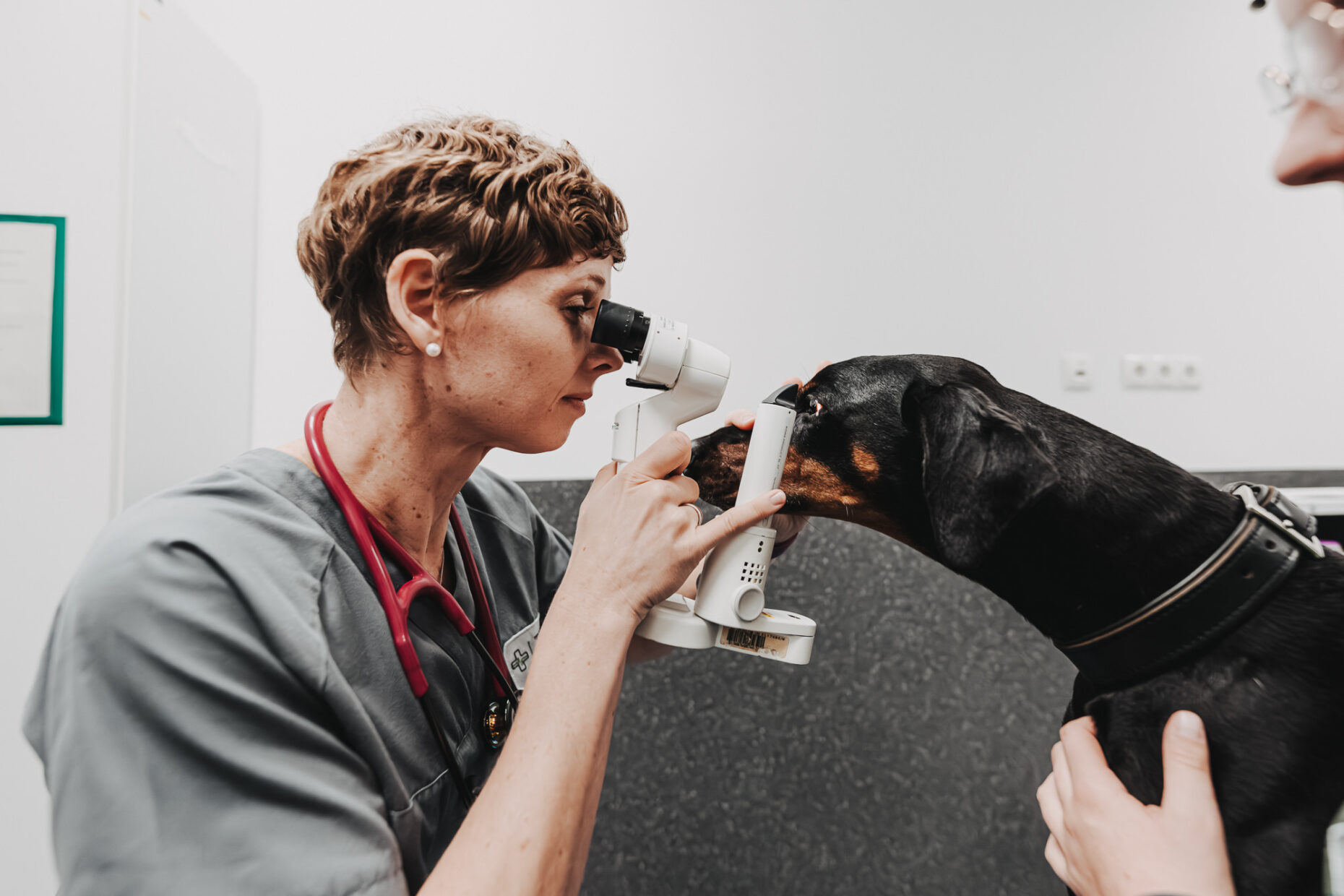 Eine Tierärztin untersucht den Kopf eines Hundes mit einem medizinischen Gerät in der Tierklinik Posthausen.