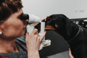 Eine Tierärztin untersucht mit einem medizinischen Gerät das Auge eines Hundes in der Tierklinik Posthausen.