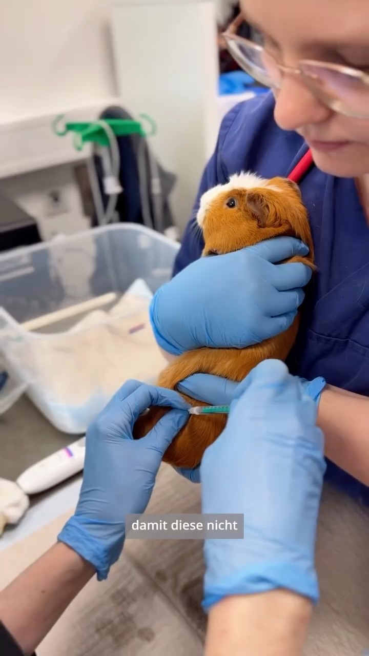 Instagram Beitrag von Tierklinik Posthausen