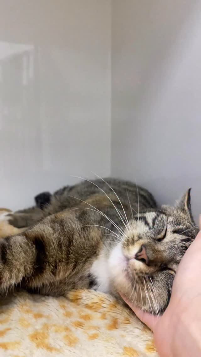 Instagram Beitrag von Tierklinik Posthausen