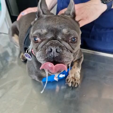 Instagram Beitrag von Tierklinik Posthausen