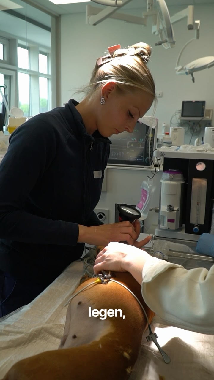 Zwei Tierärztinnen untersuchen ein liegendes Tier auf einem Behandlungstisch in der Tierklinik Posthausen.