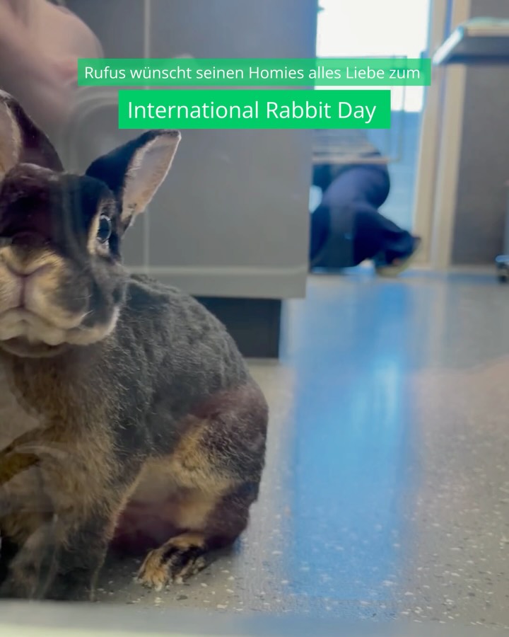 Kaninchen Rufus blickt in die Kamera in der Tierklinik Posthausen. Text: Rufus wünscht seinen Homies alles Liebe.