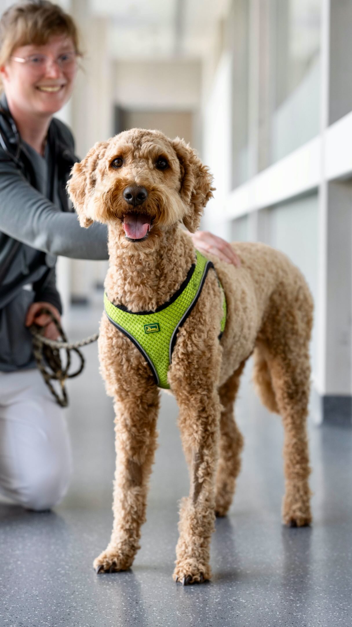 Ein cremefarbener Pudelmischling mit grünem Geschirr steht im Flur der Tierklinik Posthausen, daneben kniet eine Person.