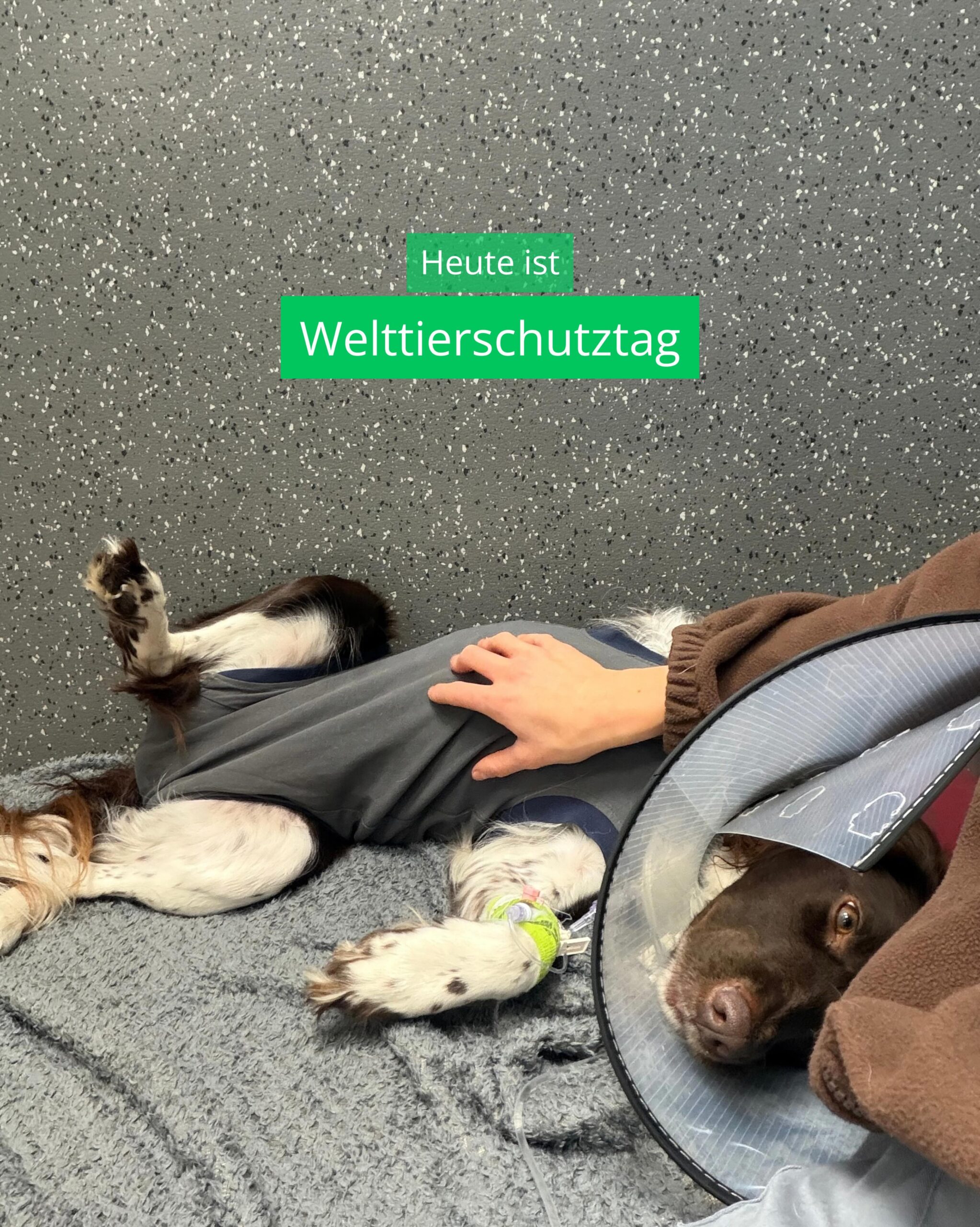 Ein Hund mit OP-Body, Trichter und Infusion liegt in der Tierklinik Posthausen, darüber Text: Heute ist Welttierschutztag.