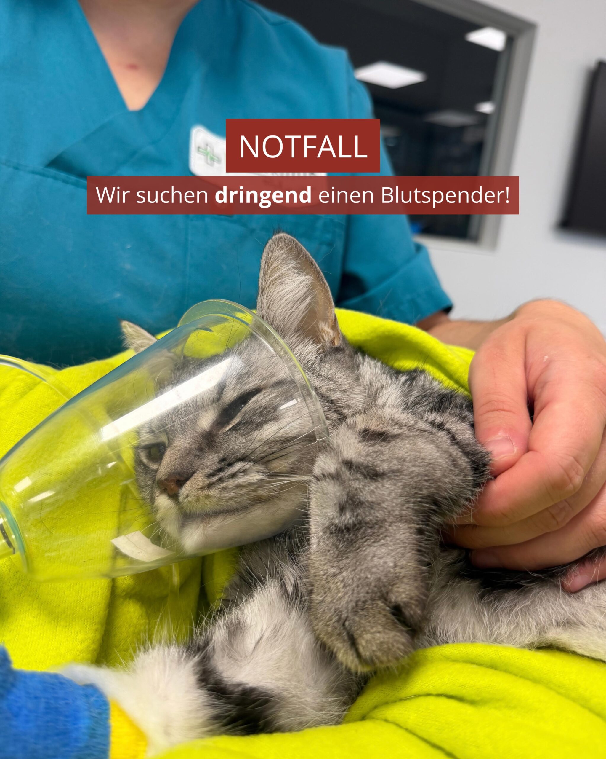 Ein:e Tierärzt:in in der Tierklinik Posthausen hält eine graue Katze mit Beatmungsmaske. Text: NOTFALL“ und mehr.