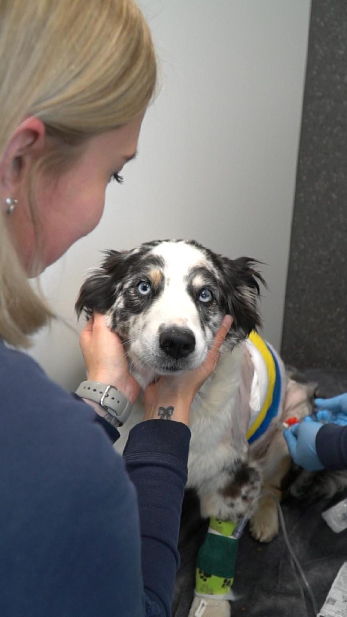 Eine Mitarbeiterin hält den Kopf eines Hundes mit Verband in der Tierklinik Posthausen, während er behandelt wird.