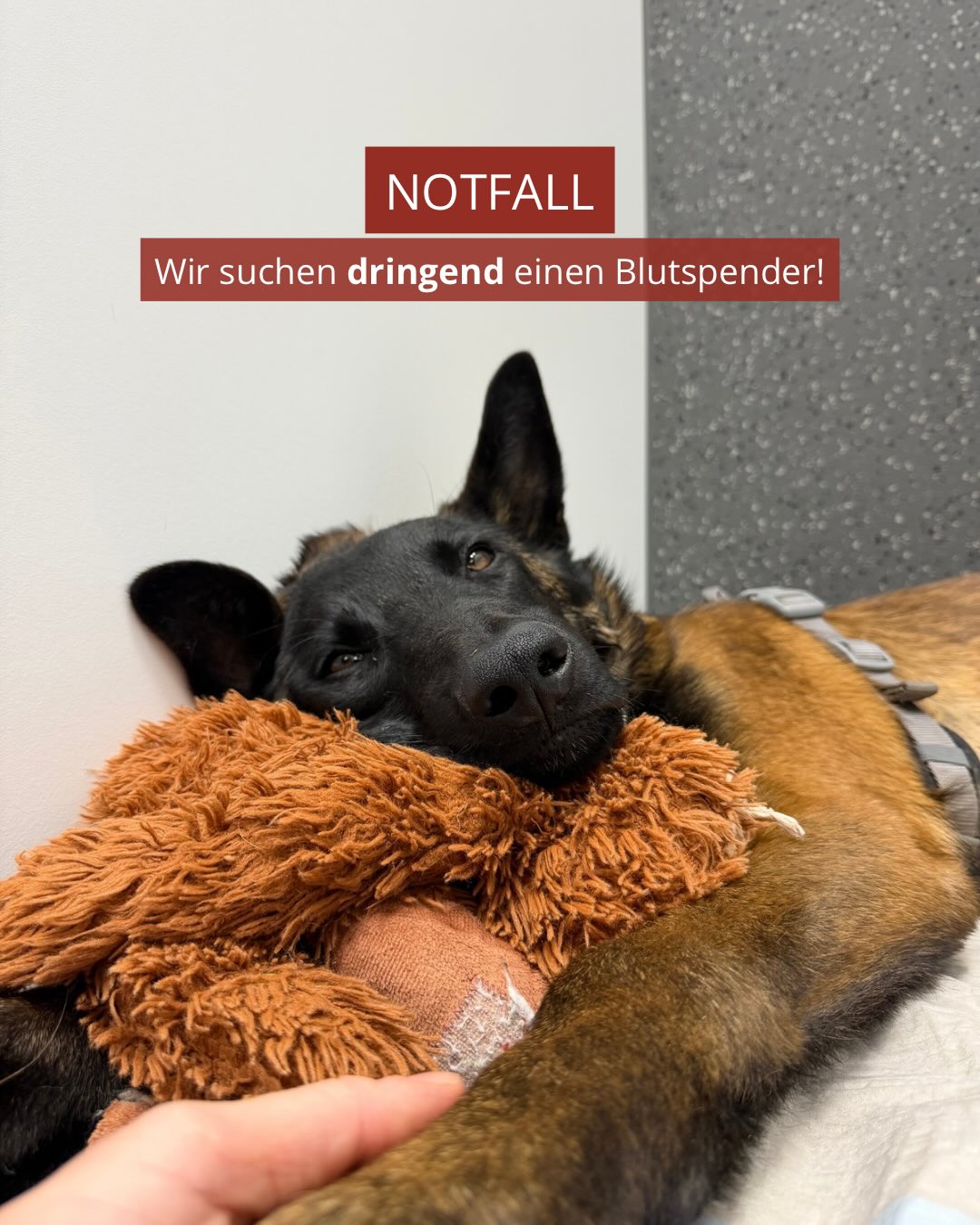 Ein kranker Hund liegt in der Tierklinik Posthausen mit Spielzeug und Verband. Text: NOTFALL Wir suchen dringend einen Blutspender!