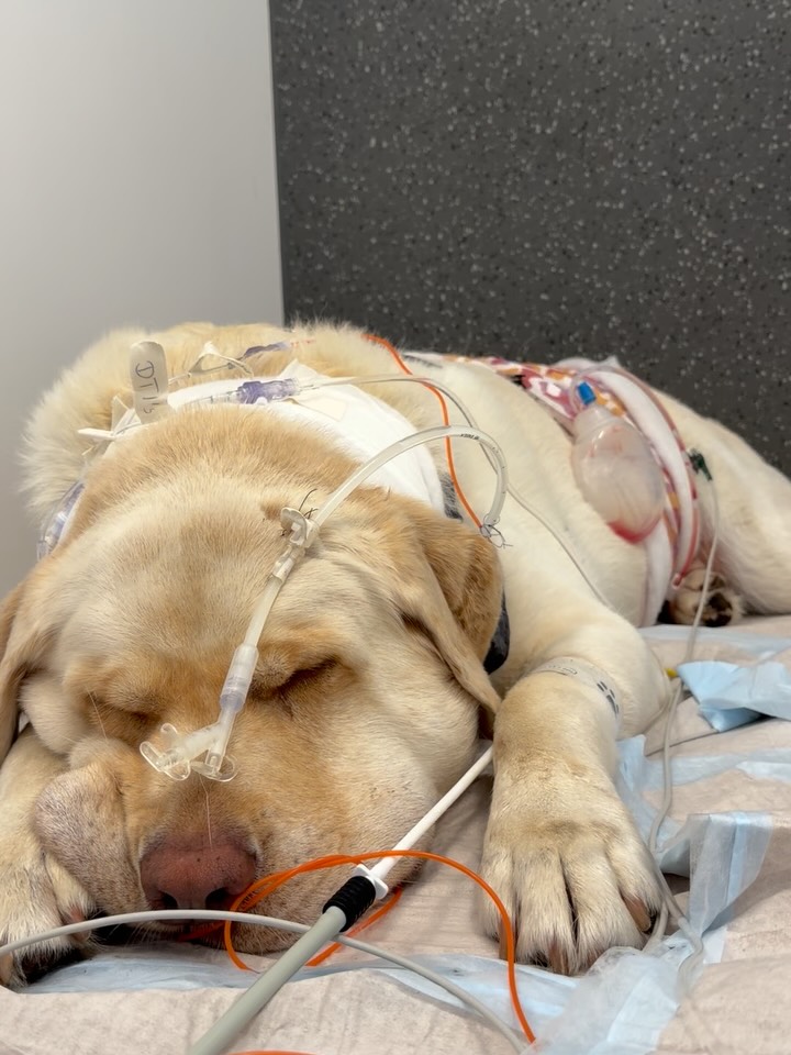 Ein liegender, beiger Hund schläft in der Tierklinik Posthausen, angeschlossen an medizinische Schläuche und Geräte.
