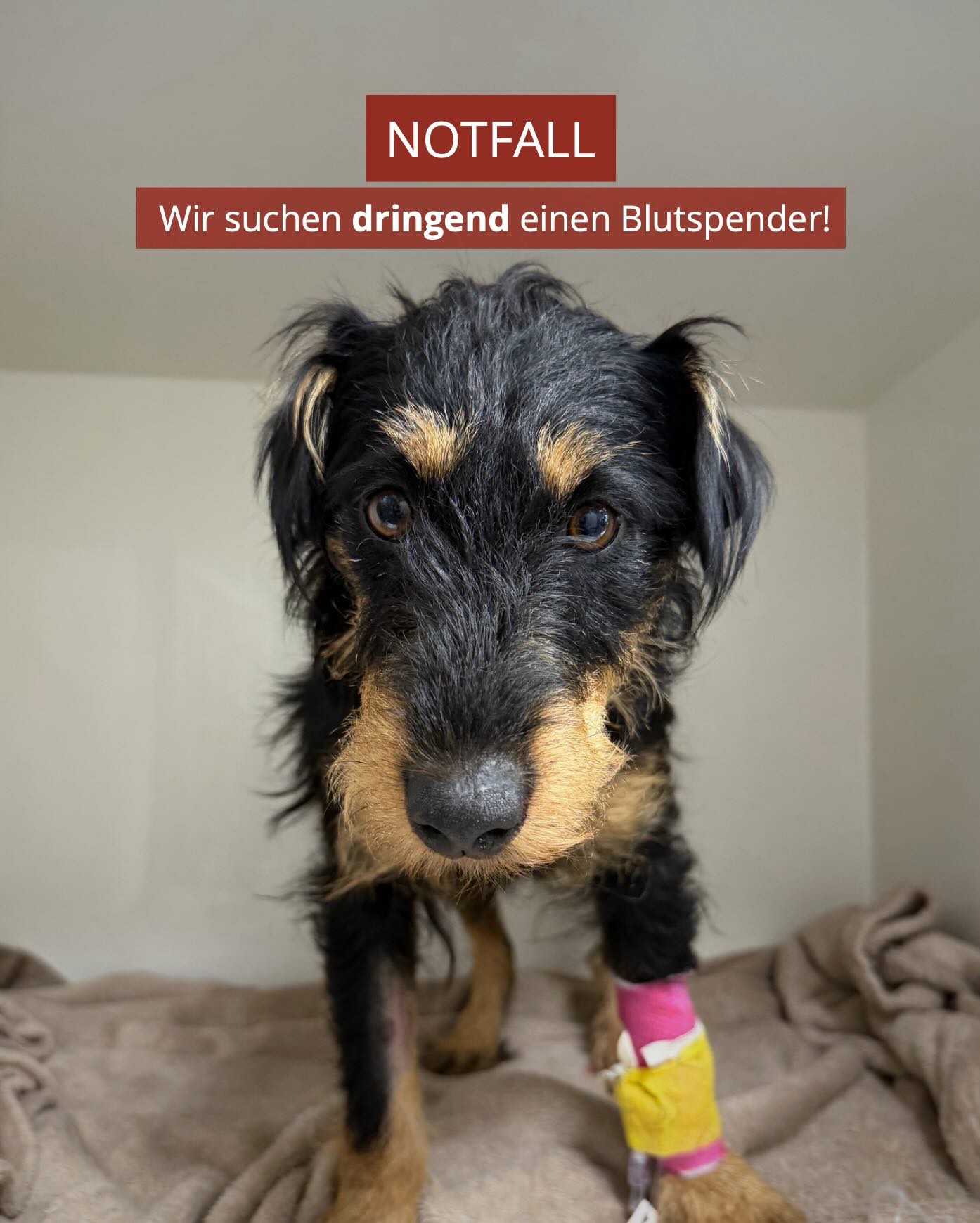 Ein Hund mit Verband am Bein in der Tierklinik Posthausen. Text: NOTFALL Wir suchen dringend einen Blutspender!