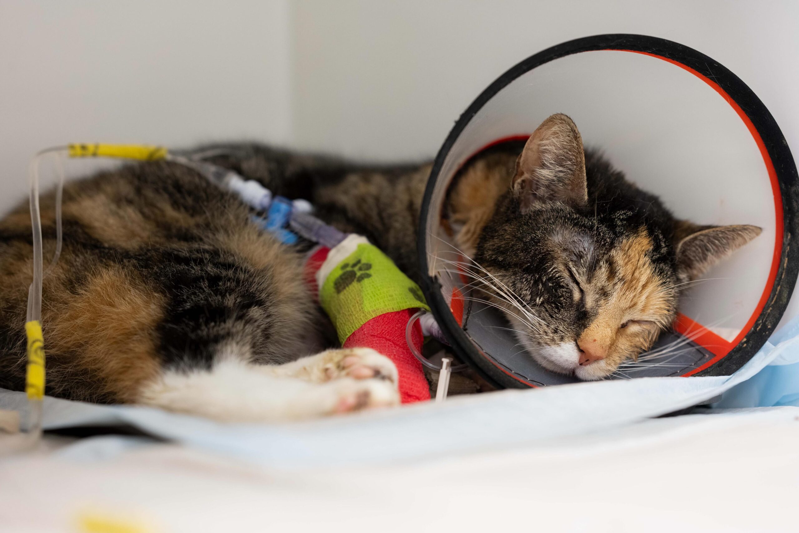 Eine getigerte Katze mit Trichter und Verband am Bein liegt schlafend in der Tierklinik Posthausen.